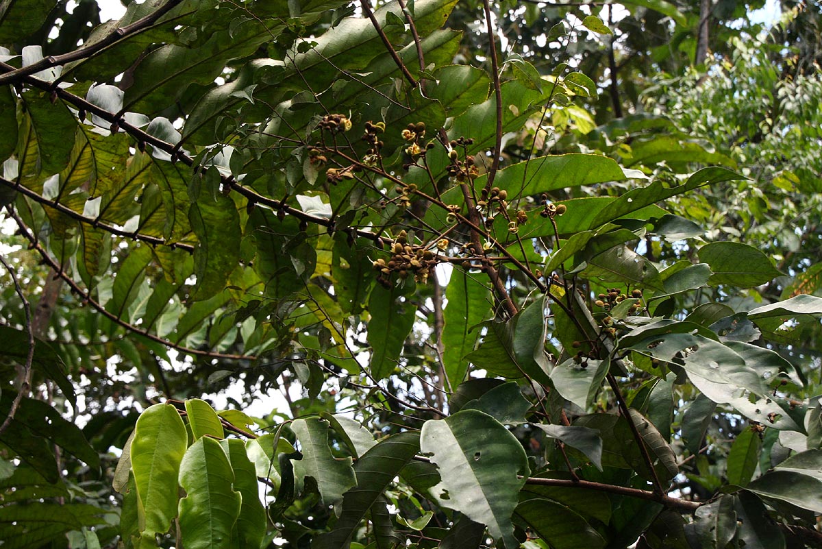 Anthonotha macrophylla 