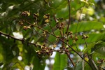Anthonotha macrophylla 