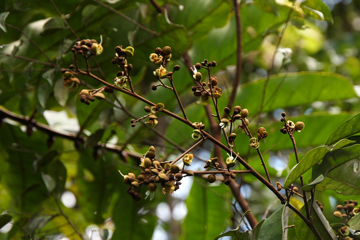 Anthonotha macrophylla 