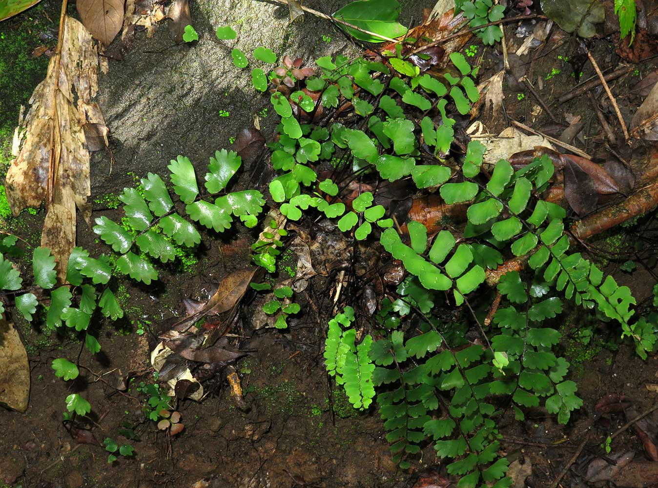 Adiantum soboliferum Adiantum soboliferum