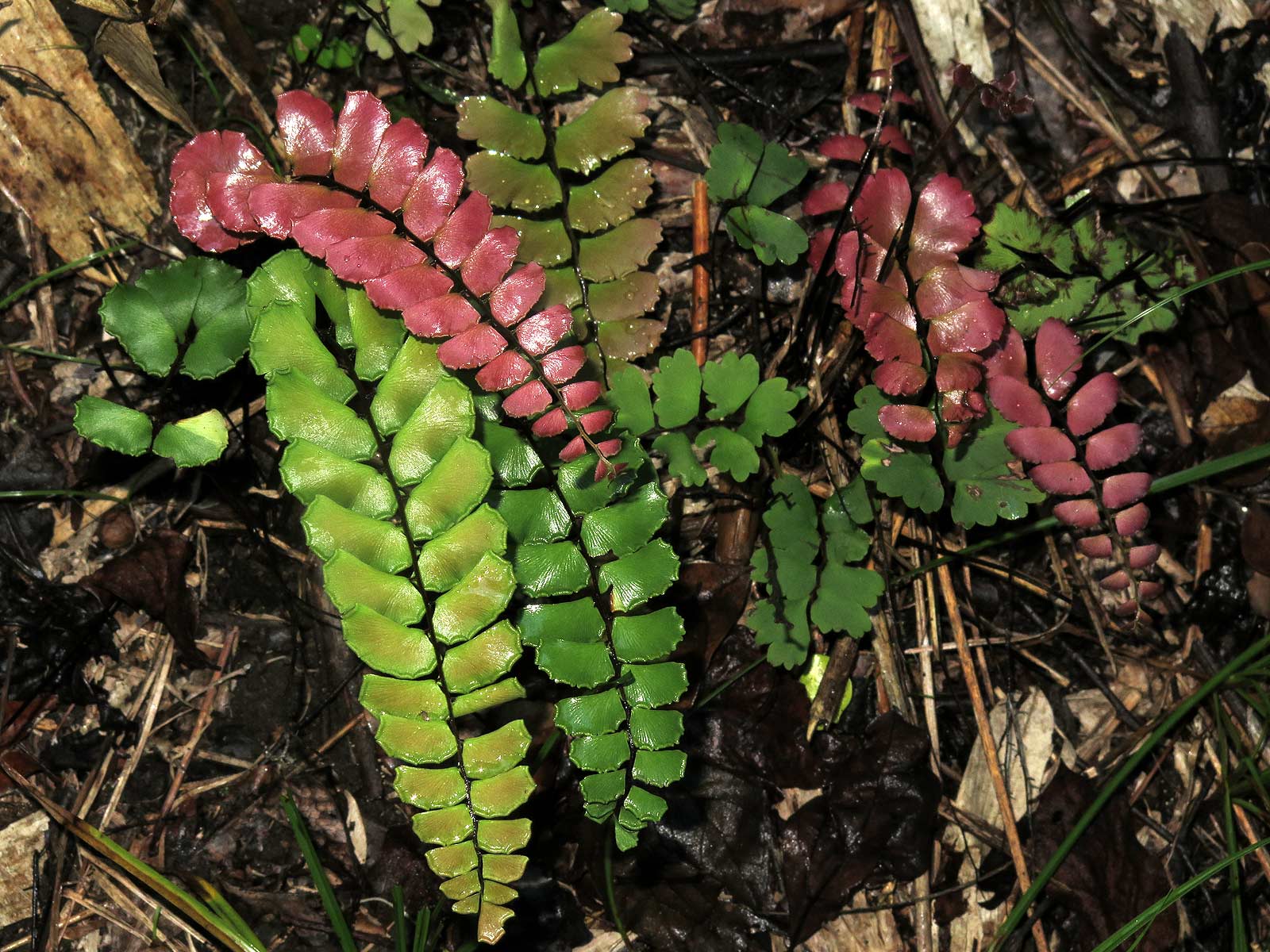 Adiantum soboliferum Adiantum soboliferum