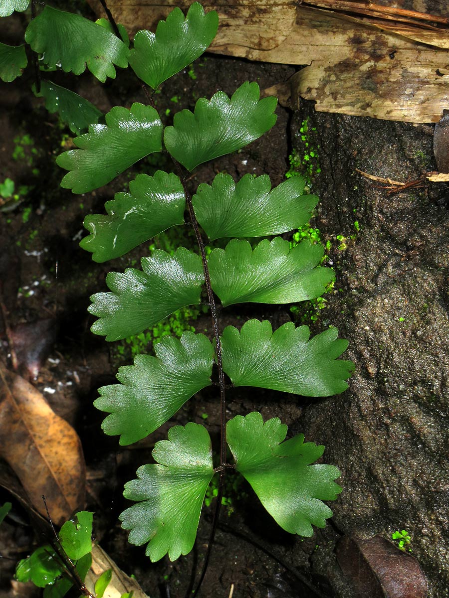 Adiantum soboliferum Adiantum soboliferum