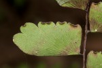Adiantum soboliferum