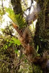 Drynaria volkensii