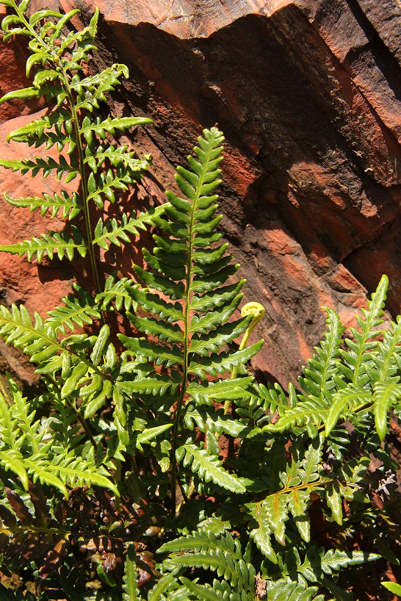 Pityrogramma calomelanos var. aureoflava