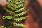 Pityrogramma calomelanos var. aureoflava