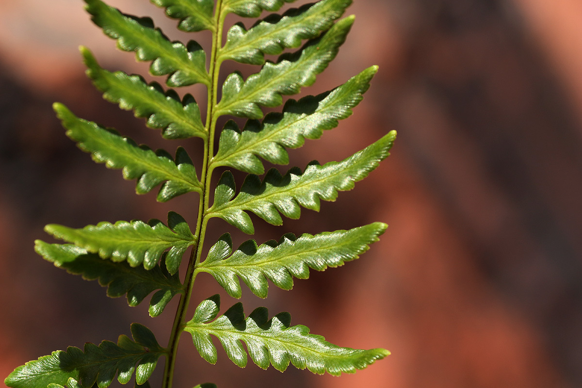 Pityrogramma calomelanos var. aureoflava