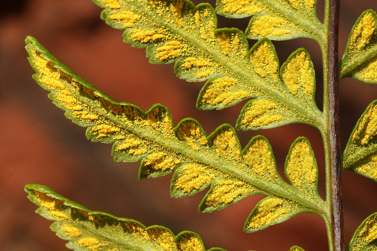 Pityrogramma calomelanos var. aureoflava