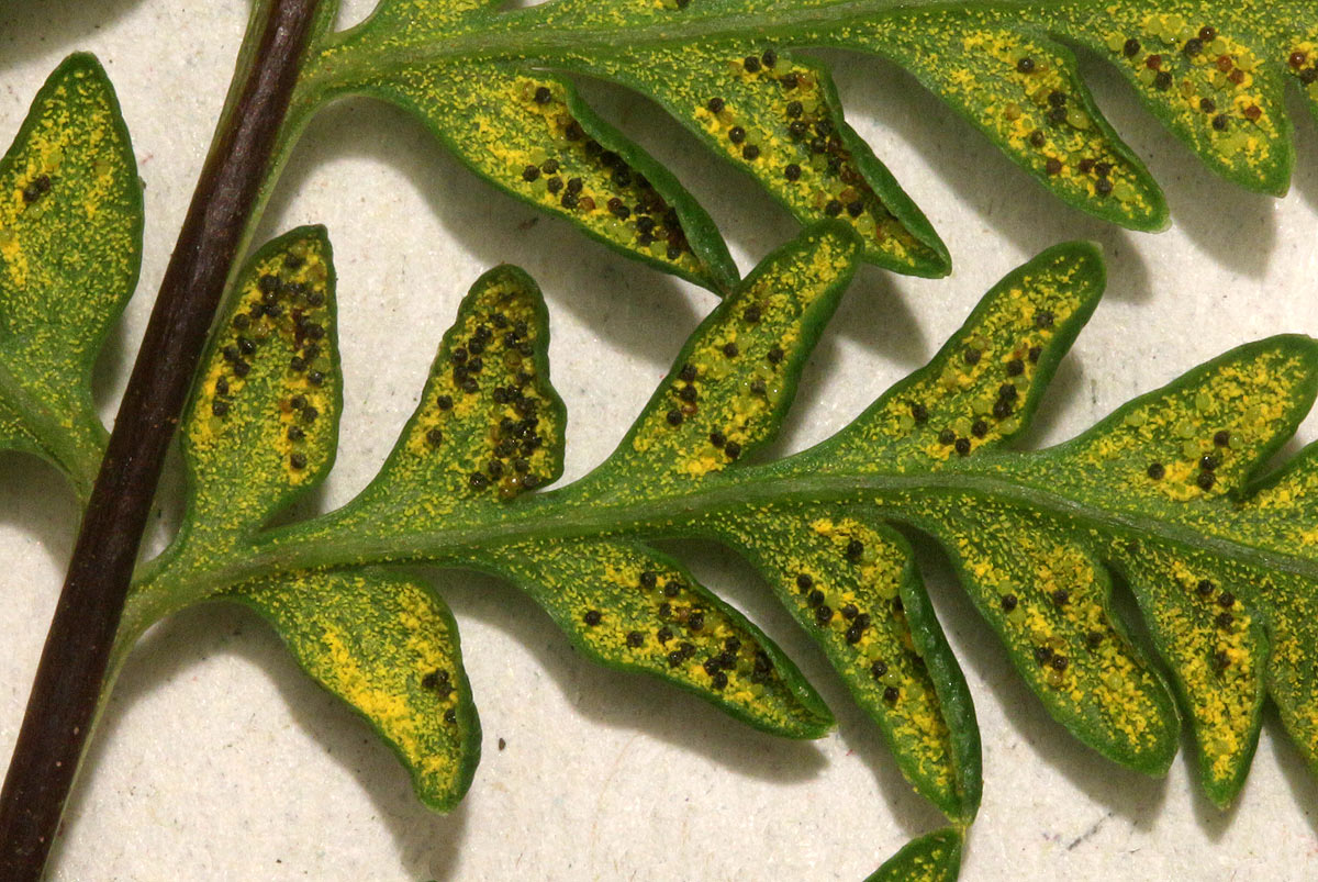 Pityrogramma calomelanos var. aureoflava