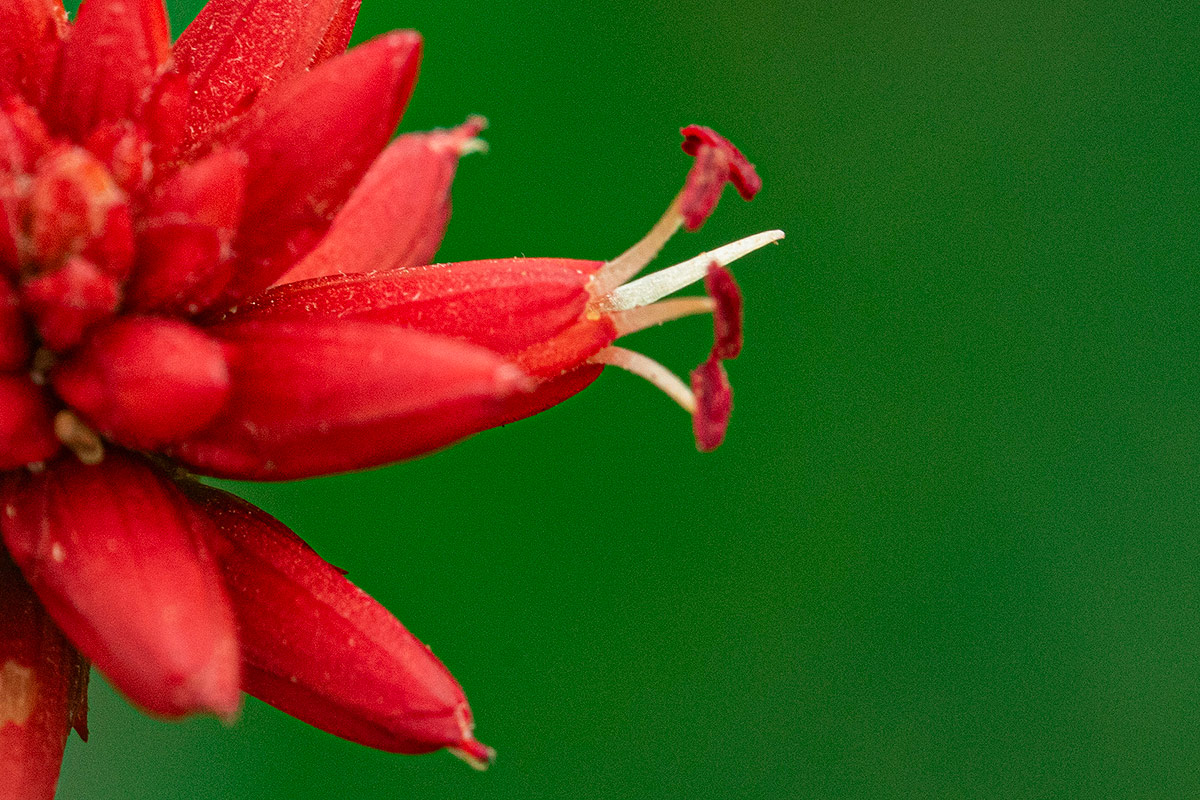 Mechowia grandiflora