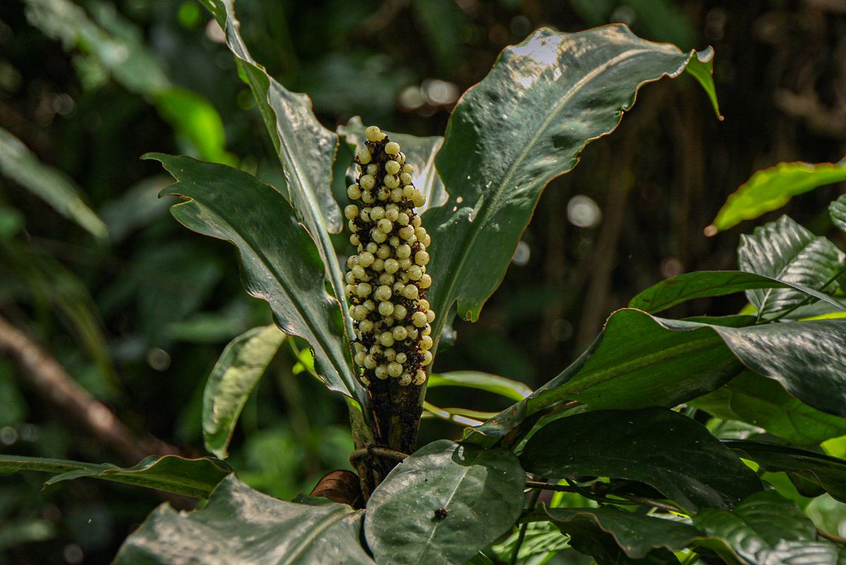 Palisota schweinfurthii