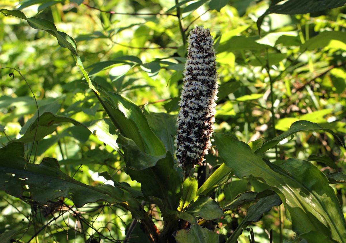 Palisota schweinfurthii