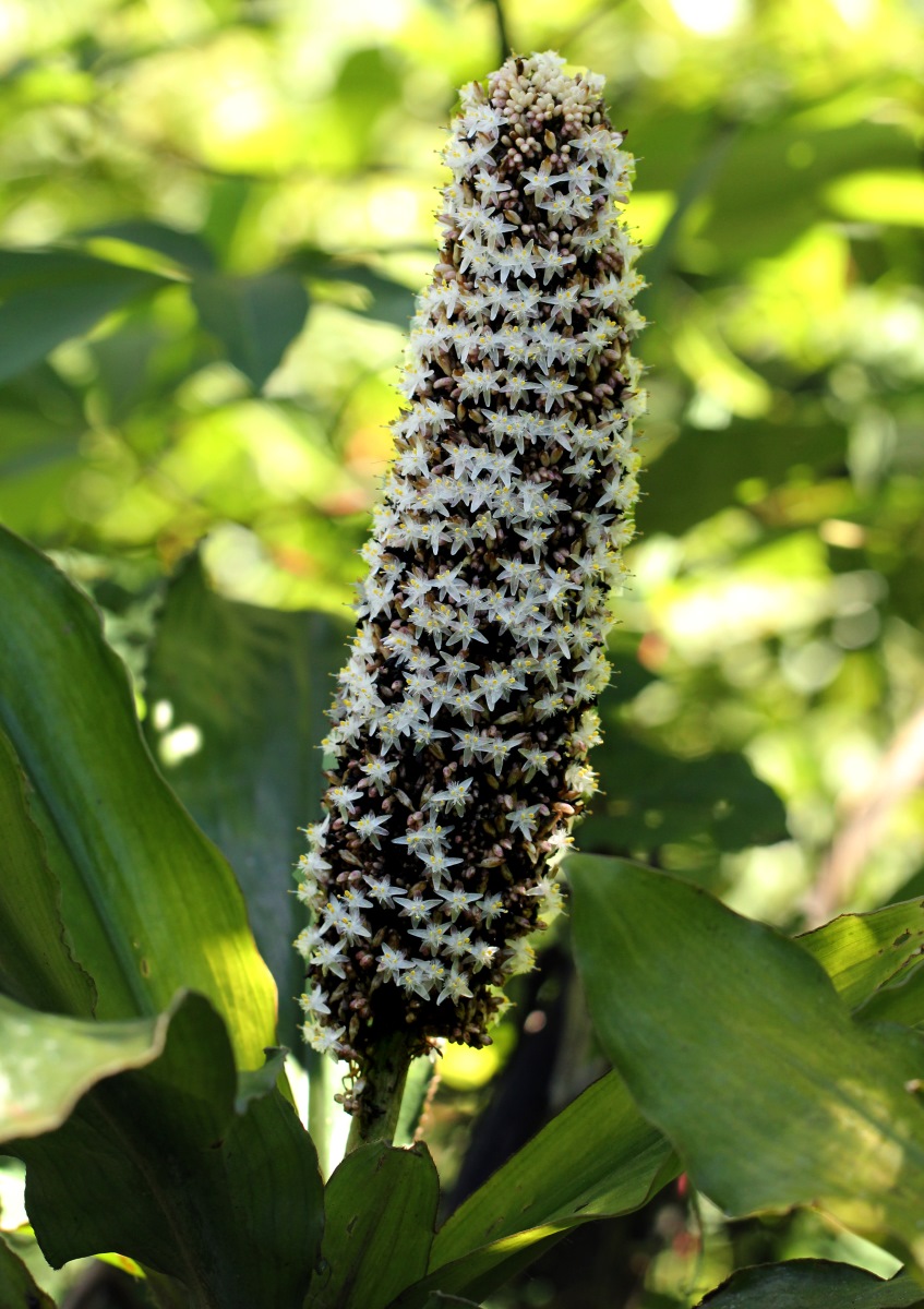 Palisota schweinfurthii