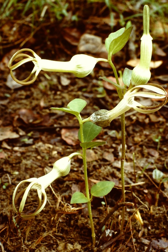 Ceropegia umbraticola
