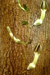 Ceropegia umbraticola