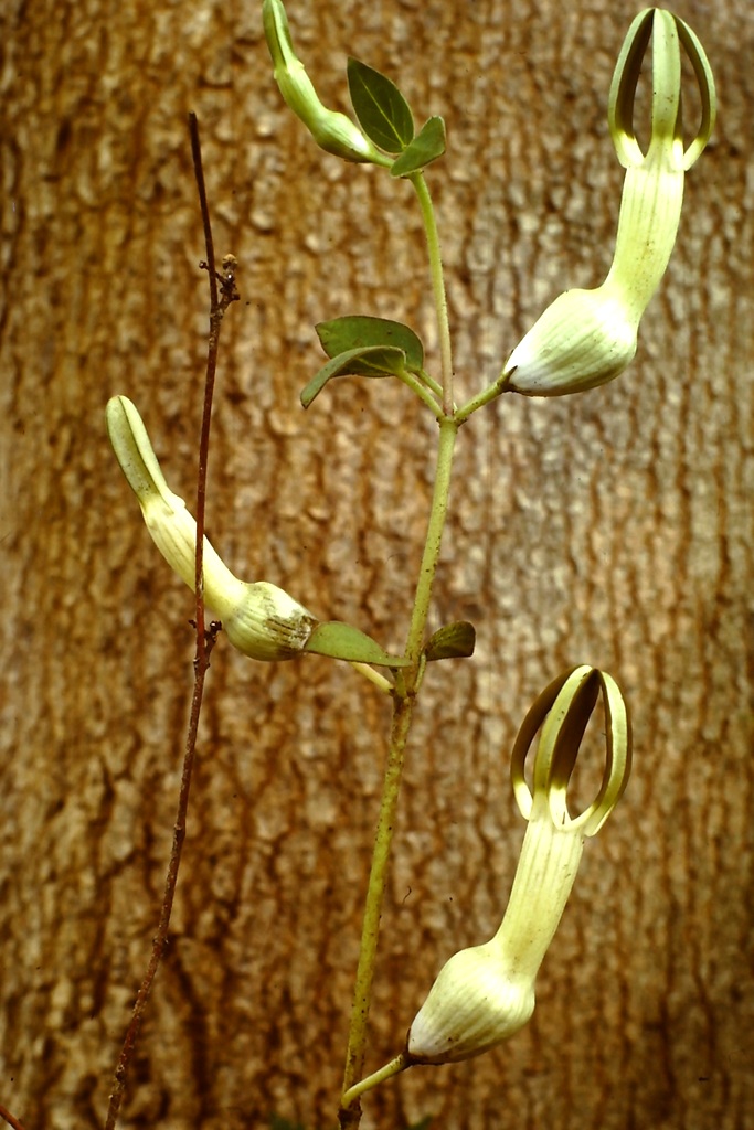Ceropegia umbraticola