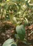 Ceropegia umbraticola