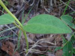 Ceropegia umbraticola