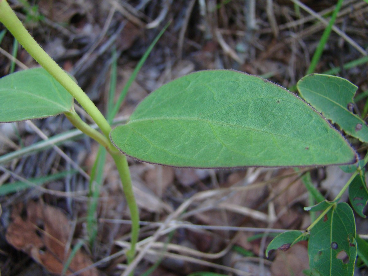 Ceropegia umbraticola