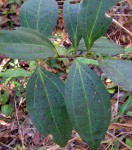Warneckea sp.