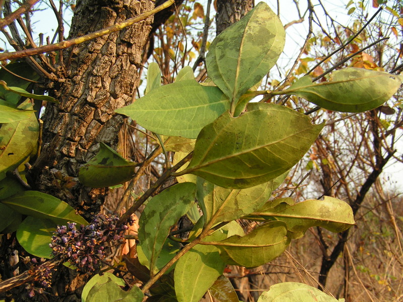 Warneckea sp.