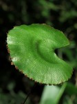 Adiantum reniforme