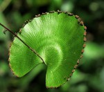 Adiantum reniforme