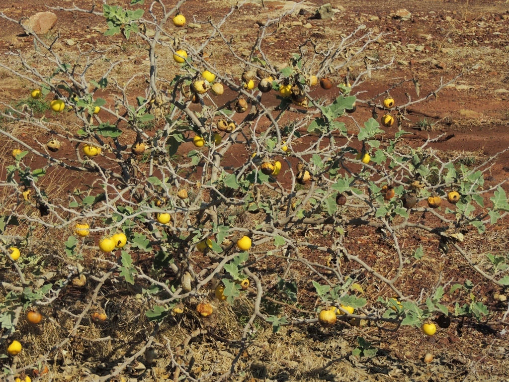 Solanum lichtensteinii Solanum lichtensteinii