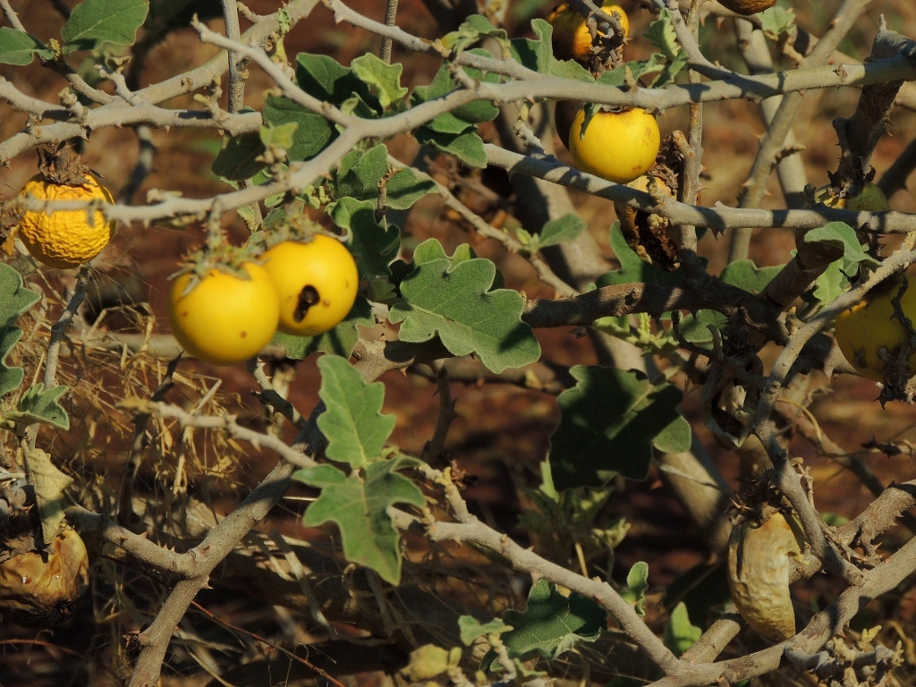 Solanum lichtensteinii Solanum lichtensteinii