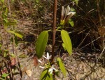 Chamaeclitandra henriquesiana