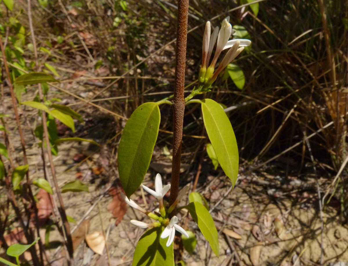 Chamaeclitandra henriquesiana