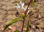Chamaeclitandra henriquesiana