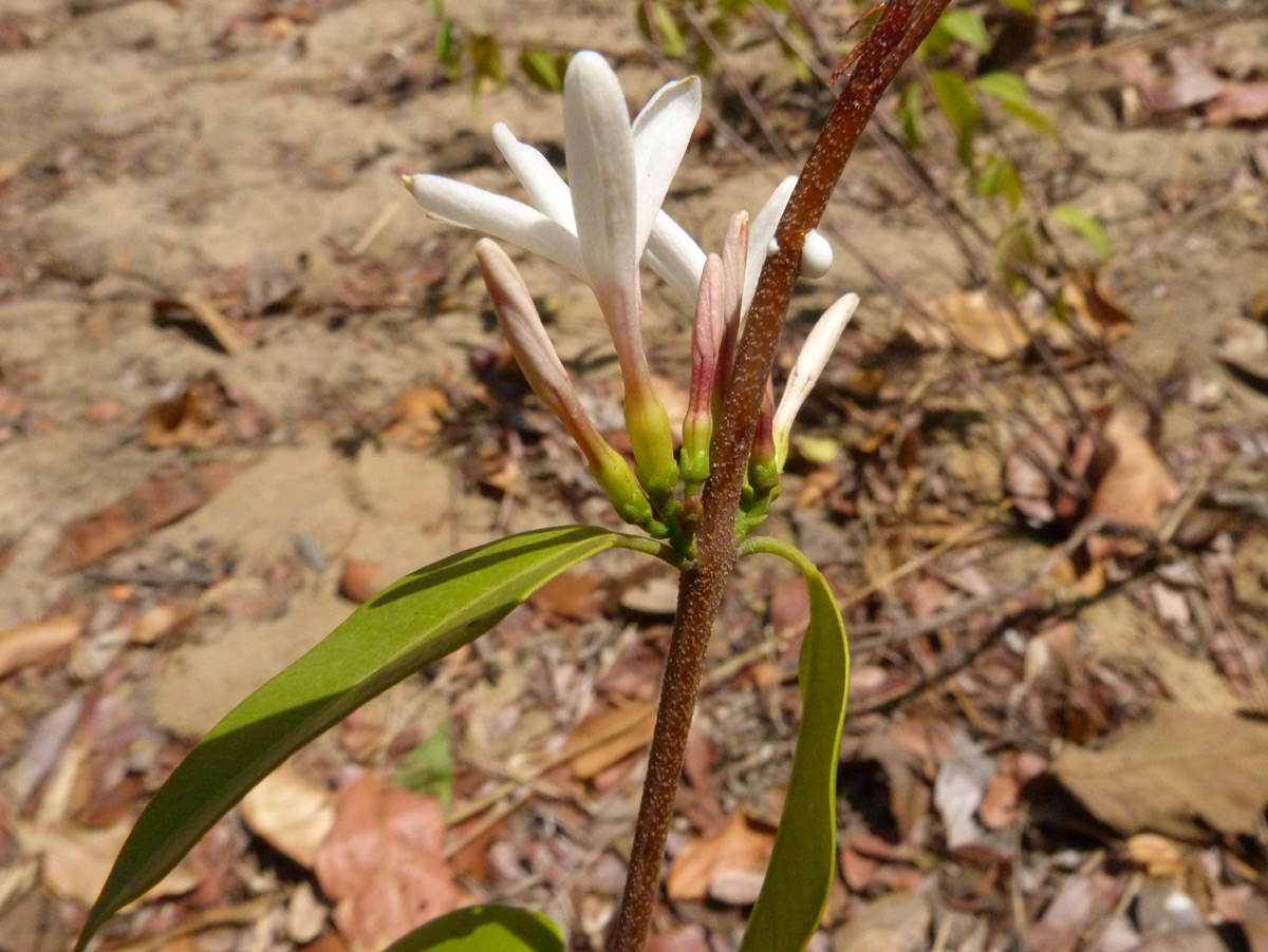 Chamaeclitandra henriquesiana