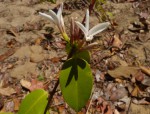 Chamaeclitandra henriquesiana