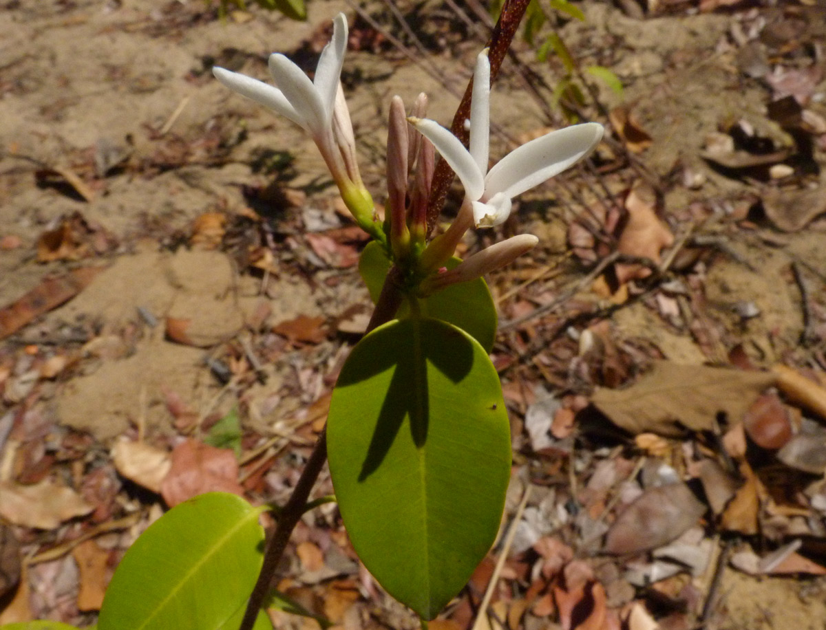 Chamaeclitandra henriquesiana