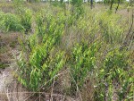 Chamaeclitandra henriquesiana
