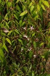 Chamaeclitandra henriquesiana