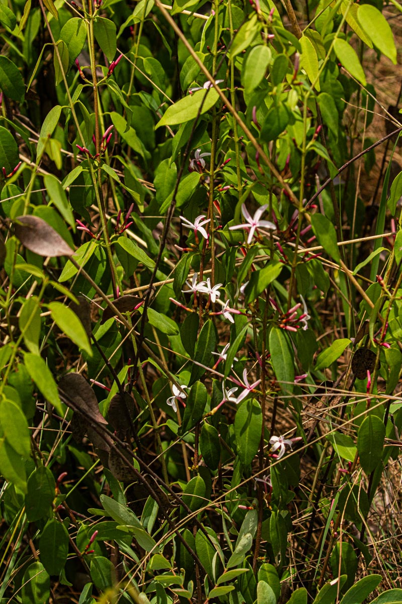 Chamaeclitandra henriquesiana
