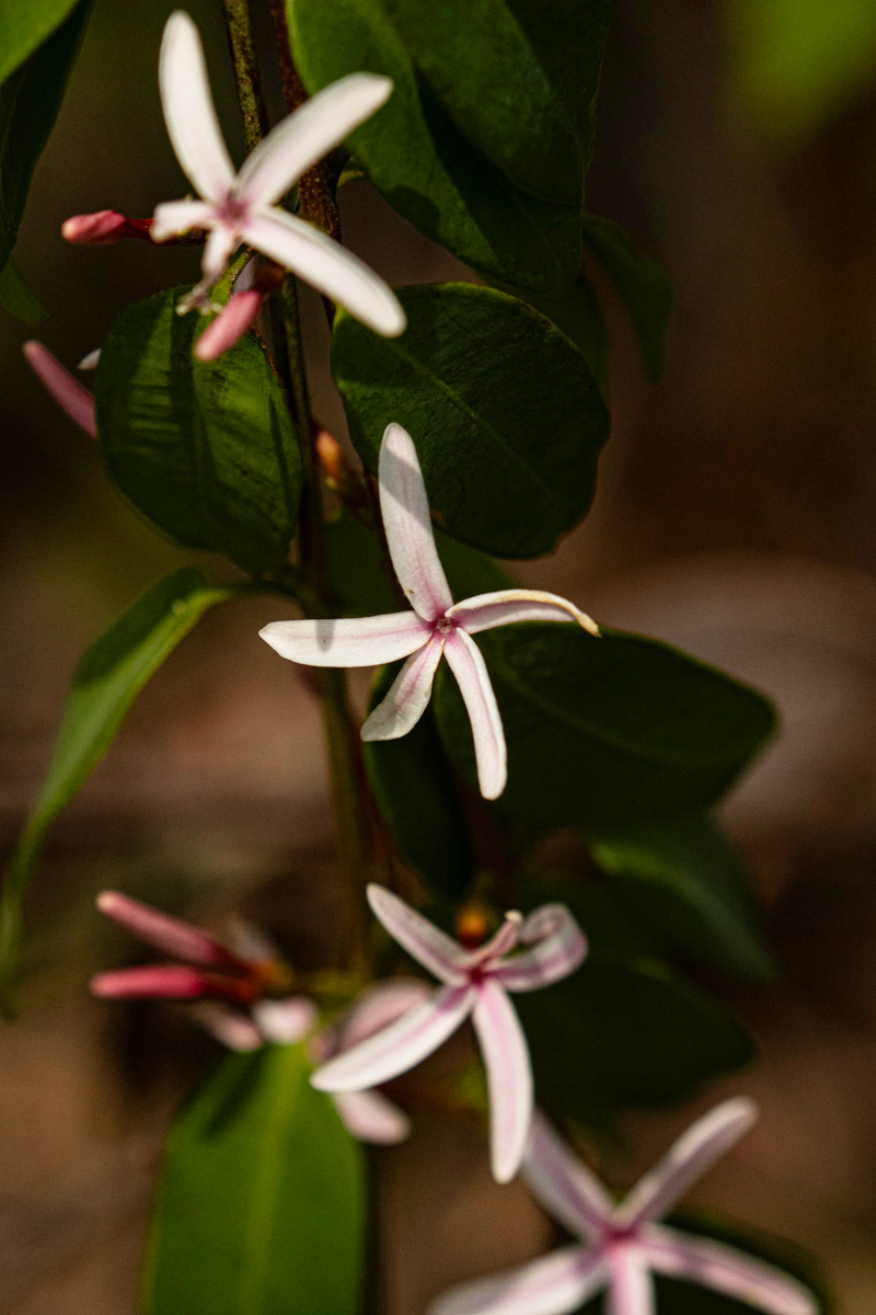Chamaeclitandra henriquesiana