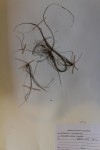 Eleocharis confervoides