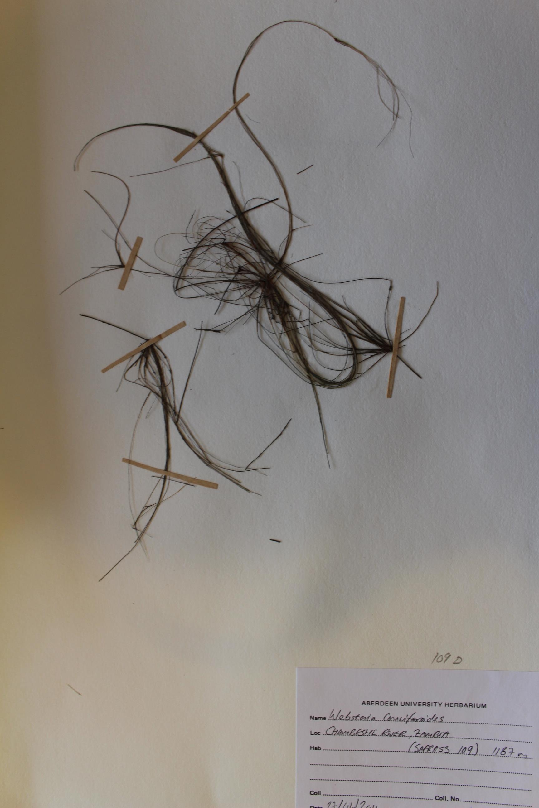 Eleocharis confervoides