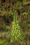 Lobelia mildbraedii
