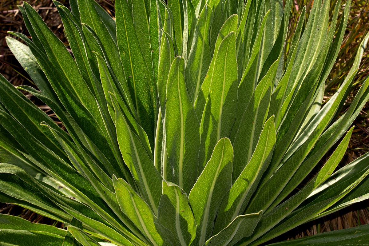 Lobelia mildbraedii