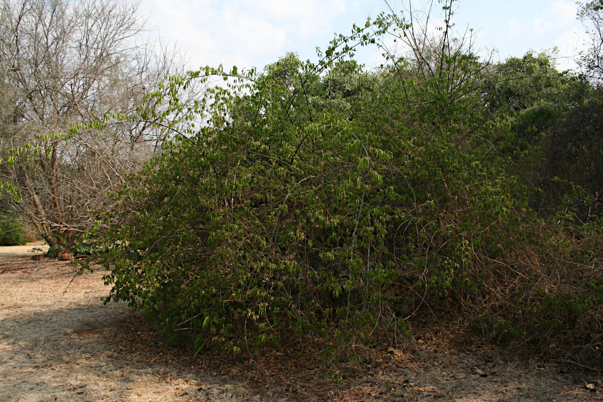 Strophanthus amboensis Strophanthus amboensis