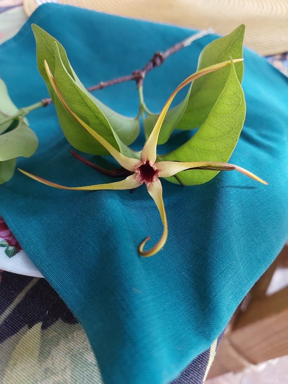 Strophanthus amboensis Strophanthus amboensis