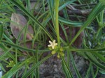 Rauvolfia nana