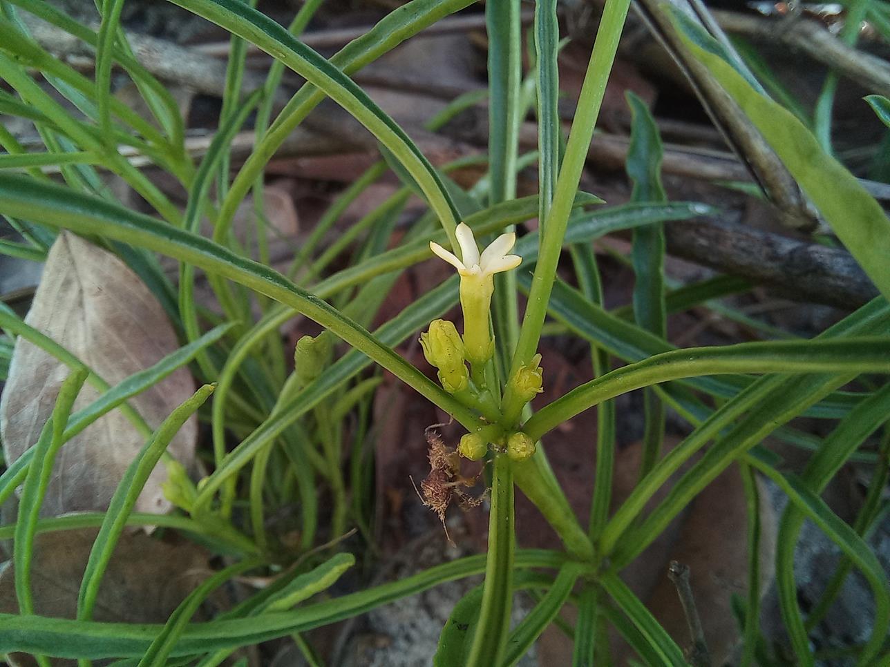 Rauvolfia nana