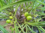 Rauvolfia nana