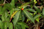 Rauvolfia mannii
