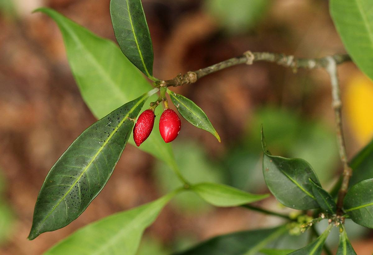 Rauvolfia mannii